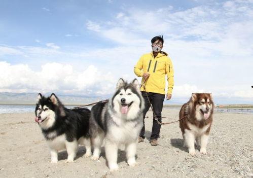 明星养宠物的综艺节目,揭秘明星与爱宠的甜蜜日常