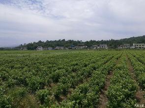 茉莉香都娱乐,繁华都市中的休闲天堂