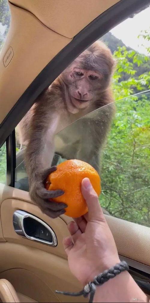 猴子派来搞笑的,欢乐无限，笑料横生！